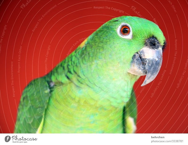farbcontest | komplementärfarben Tier Flügel grün Costa Rica Papagei Ferien & Urlaub & Reisen Freiheit Ferne Feder Tiergesicht Vogel Wildtier Ausflug Tourismus