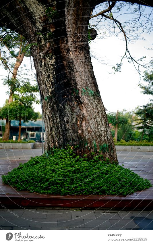 Baum im Park Umwelt Natur Pflanze Urelemente Erde Frühling Herbst Klima groß Sauberkeit Stil Hintergrundbild Farbfoto Strukturen & Formen Menschenleer Tag