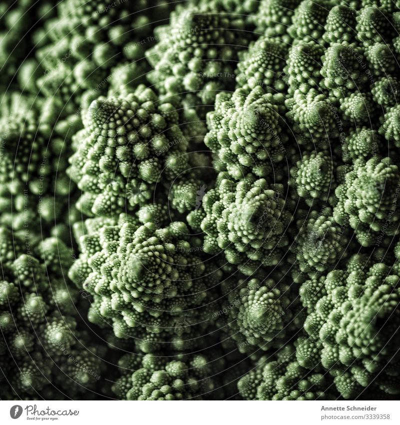 Broccoli Nutzpflanze Pflanze Bioprodukte Ernährung Gemüse Lebensmittel