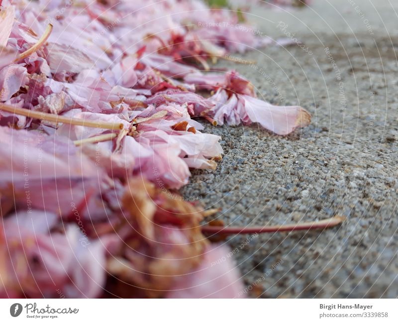 Kirschblüten verblüht Umwelt Natur Pflanze Frühling Blüte Straße Dorf Wege & Pfade ästhetisch natürlich grau rosa Leben Nostalgie Vergänglichkeit zerbrechlich