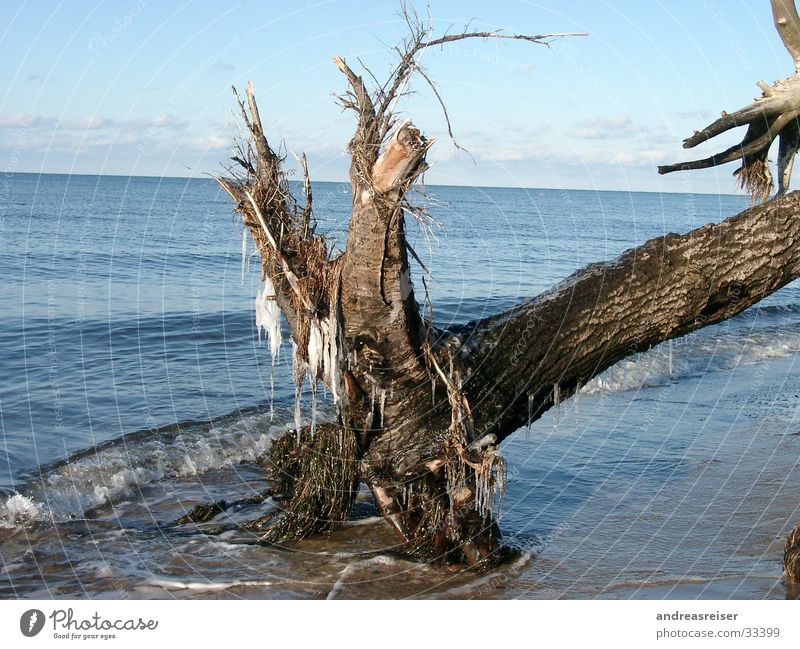 Winter an der Ostsee Ferien & Urlaub & Reisen Meer Wasser Schönes Wetter Eis Frost Baum kalt blau braun ruhig Natur Baumstamm Eiszapfen Ast Farbfoto