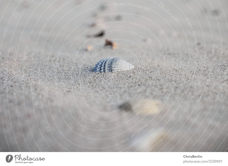 Muscheln am Nordseestrand Strand Natur Sand authentisch außergewöhnlich einfach maritim ruhig ästhetisch Symmetrie Unschärfe einzeln Gedeckte Farben