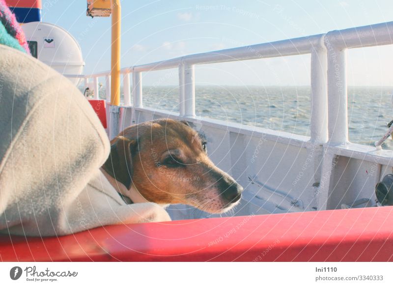 Hund schaut traurig auf dem Deck der Inselfähre übers Meer Nordsee Schifffahrt Passagierschiff Haustier 1 Tier Stimmung Tierliebe Überfahrt Schiffsdeck
