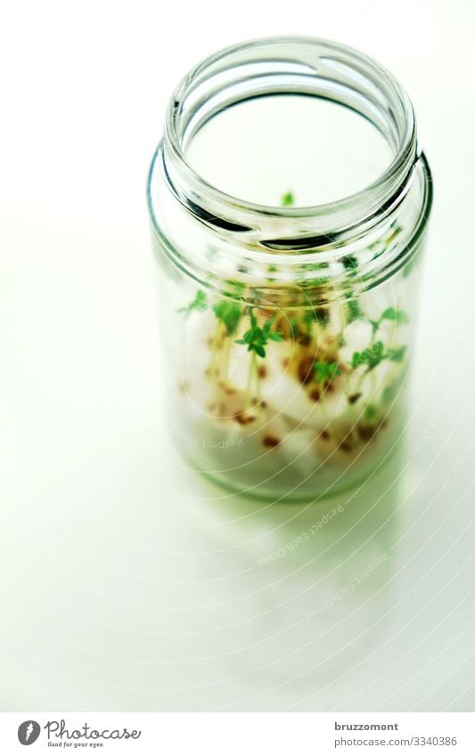 let it sprout Kräuter & Gewürze Ernährung Bioprodukte Vegetarische Ernährung Glas Gesundheit grün Sprossen züchten Schraubglas essbar keimen Kresse Wachstum