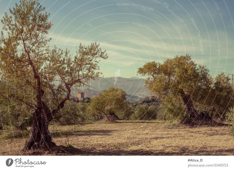 Olivenbaumlandschaft in Ronda Andalusien Spanien Ferien & Urlaub & Reisen Natur Landschaft Pflanze Baum Olivenhain Feld alt authentisch retro trocken Idylle