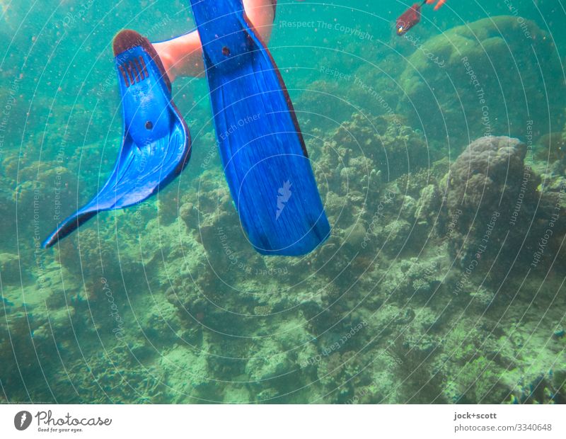 tauchen und schwimmen Schnorcheln Ausflug Beine Mensch Meer Pazifik Meeresboden Great Barrier Reef authentisch blau Stimmung Tatkraft erleben Verfall