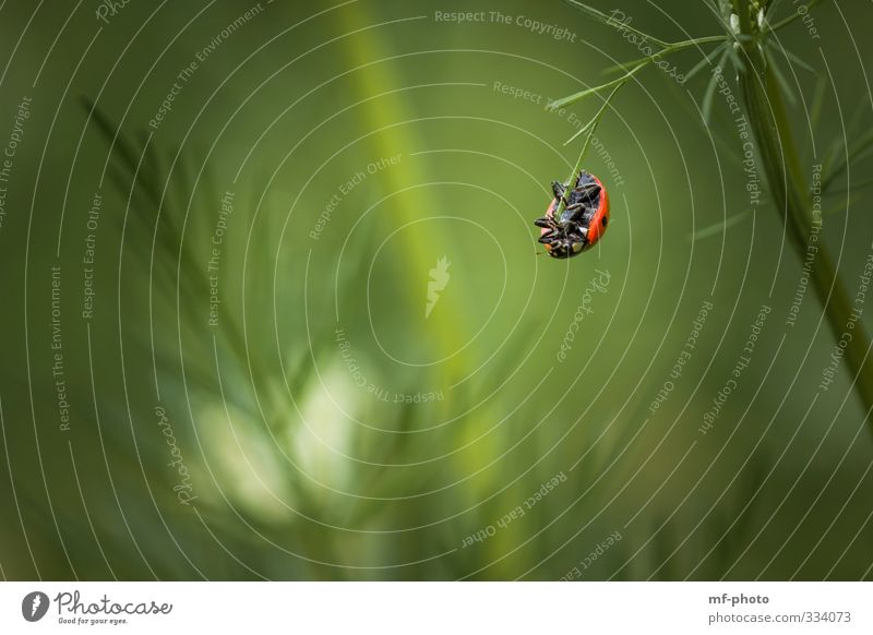 Was mache ich denn jetzt nur? Natur Pflanze Tier Frühling Marienkäfer hängen schaukeln grün rot Farbfoto Außenaufnahme Menschenleer Tierporträt