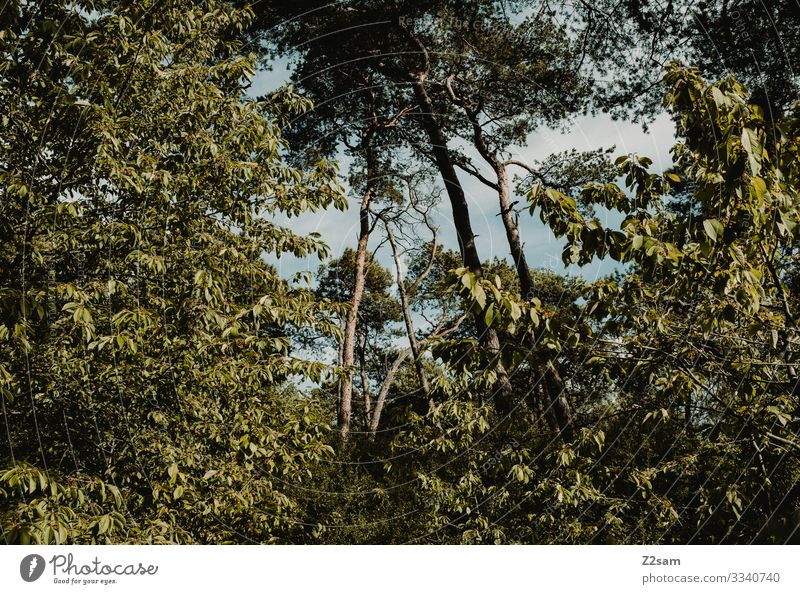 Bayerischer Urwald Umwelt Natur Landschaft Sonne Sommer Klima Klimawandel Schönes Wetter Baum Sträucher Wachstum Gesundheit nachhaltig natürlich grün entdecken