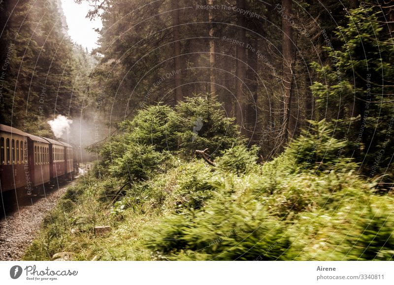 die Bahn fährt wieder Dampflokomotive Wald Harz Brocken Brockenbahn Ausflug Bahnfahren historisch Bewegung braun grün weiß Unterholz Gleise Wasserdampf Freude