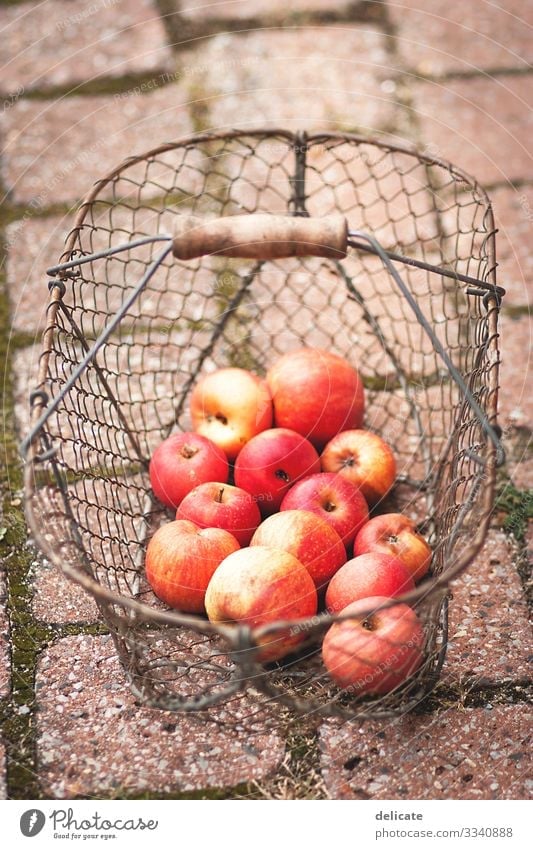 Apfelernte Frucht Garten Herbst Spätsommer Obstgarten Obstbaum Obsternte Ernte reif lecker Lebensmittel Bioprodukte Natur Farbfoto Vegetarische Ernährung süß