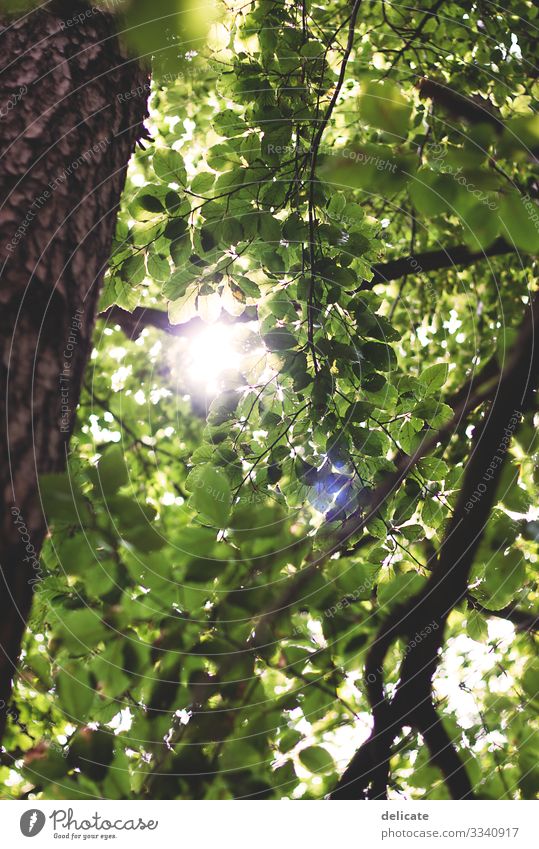 Blätterdach Wald Zweige u. Äste Natur Baum Außenaufnahme Menschenleer Blatt Pflanze Baumstamm grün Umwelt Herbst Landschaft braun Bokeh Waldspaziergang