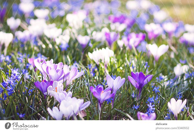 Krokusse Krokusblüte Blumenstrauß Frühling Blüte Pflanze violett Natur Nahaufnahme Garten Blühend Außenaufnahme Farbfoto Makroaufnahme Schwache Tiefenschärfe