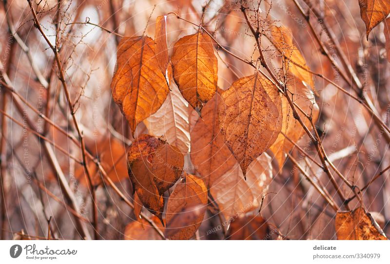Herbst Farbfoto Lebensraum trocken mehrfarbig Schatten Kontrast Mischwald Laubbaum Jahreszeiten Spaziergang Pause Leichtigkeit herbstlich braun gelb Regen