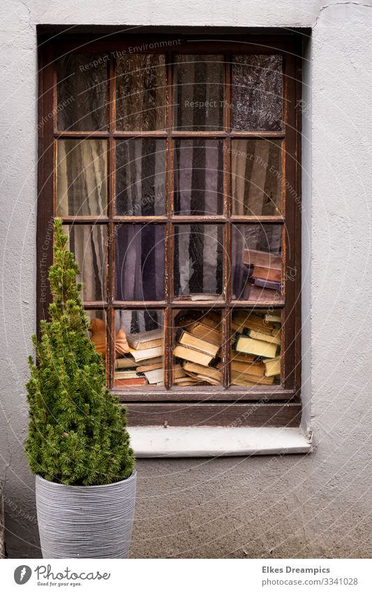 Ein Durcheinander von Büchern hinter einem alten Fenster und davor eine Grünpflanze Buch lesen Haus dreckig natürlich Senior Bildung chaotisch Kreativität