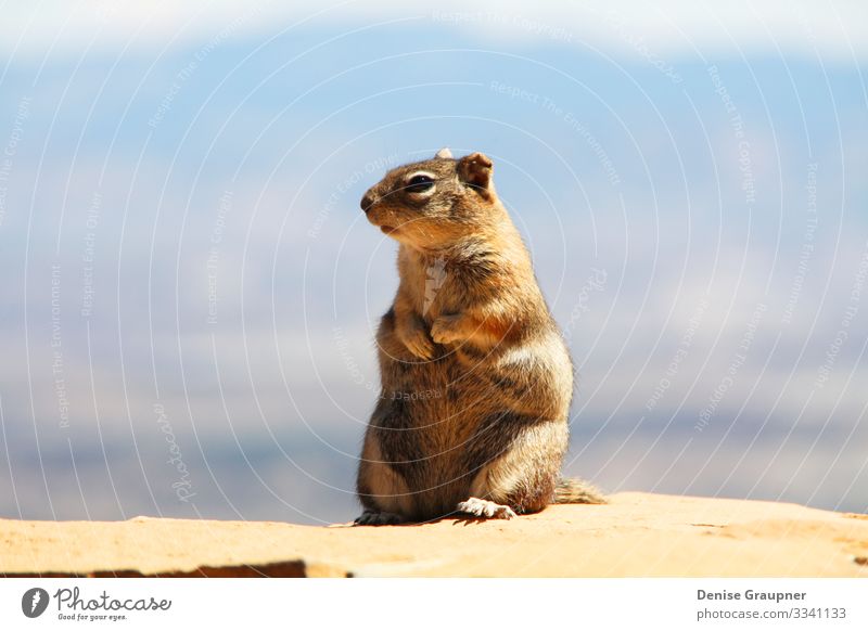 Squirrel in Bryce Canyon USA Ferien & Urlaub & Reisen Sommer Umwelt Natur Landschaft Pflanze Tier Klima Klimawandel Wetter Schönes Wetter Park Schlucht 1
