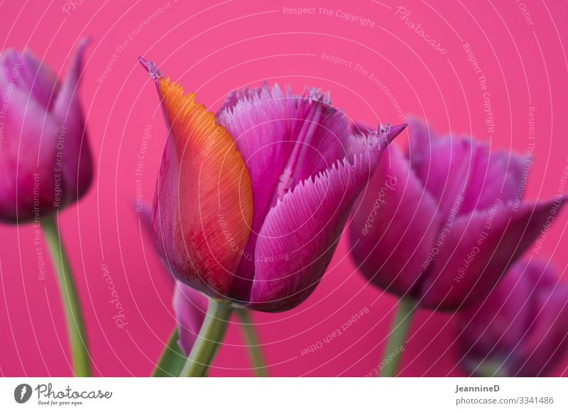 bizarre Tulpen elegant schön Freizeit & Hobby Häusliches Leben Feste & Feiern Blumenhändler Pflanze Garten violett orange rosa selbstbewußt Verlässlichkeit