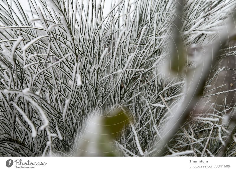 Eiszeit | Halme Umwelt Natur Pflanze Wasser Winter Frost Bach Schwabenland kalt natürlich grün weiß Gefühle Bachrand Farbfoto Außenaufnahme Menschenleer Tag