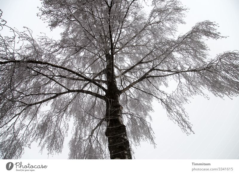 Eiszeit | Baumschmuck Umwelt Pflanze Himmel Wolken Winter Frost Park Franken ästhetisch kalt natürlich grau schwarz Farbfoto Außenaufnahme Menschenleer Tag