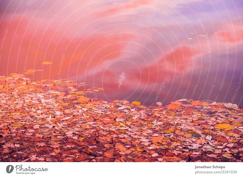 Herbstlaub auf dem Teich herbstlich retro experimentell orange Unschärfe Warme Farbe Veränderung Jahreszeiten Jahreszeitenwechsel Vergänglichkeit vergänglich