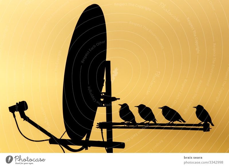 Vögel auf TV-Antenne gehockt schön Freizeit & Hobby Häusliches Leben Haus Hausbau Fernseher Technik & Technologie Unterhaltungselektronik Telekommunikation