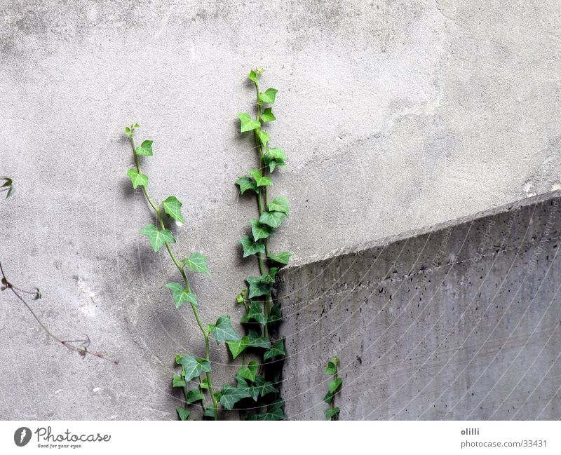 Mauerblümchen grau grün Pflanze Hoffnung Efeu zäh