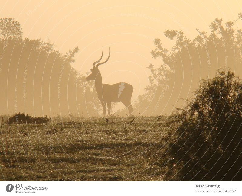 Afrikanischer Morgen Tier Wildtier Antilope 1 ästhetisch schön einzigartig wild Stimmung Romantik friedlich Abenteuer Freiheit Freizeit & Hobby geheimnisvoll
