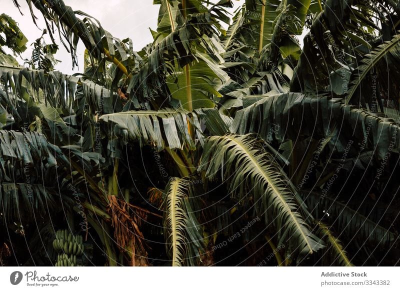 Exotische grüne Blätter von Palmen Handfläche Blatt Laubwerk Baum Flora Pflanze exotisch tropisch Dschungel Regenwald Wälder Natur Umwelt frisch üppig (Wuchs)