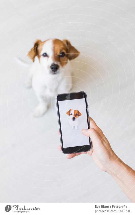 Frauenhand mit einem mobilen Smartphone, das einen süßen kleinen Hund vor weißem Hintergrund fotografiert. Innenansicht. Fröhlicher Hund schaut in die Kamera.