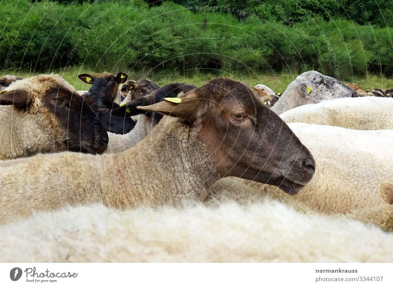 Schafherde Natur Tier Nutztier Herde laufen rennen nah natürlich Neugier braun Farbfoto Gedeckte Farben Außenaufnahme Textfreiraum oben Tag Zentralperspektive
