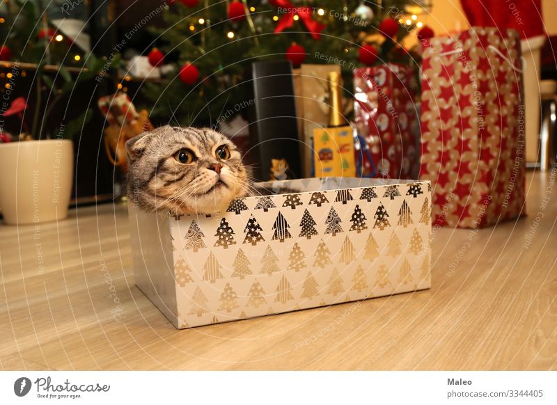 British Shorthair bezaubernd Tier schön Englisch Fleischfresser Katze Hauskatze Feste & Feiern Weihnachten & Advent Kreativität niedlich Dekoration & Verzierung