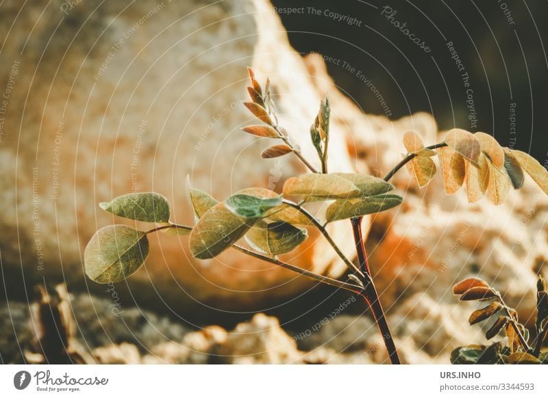 im Wachstum | kleine junge Pflanze vor einem Stein Natur Erde Sand Frühling Sommer Grünpflanze gelb grün orange achtsam Einsamkeit Trieb Jungpflanze