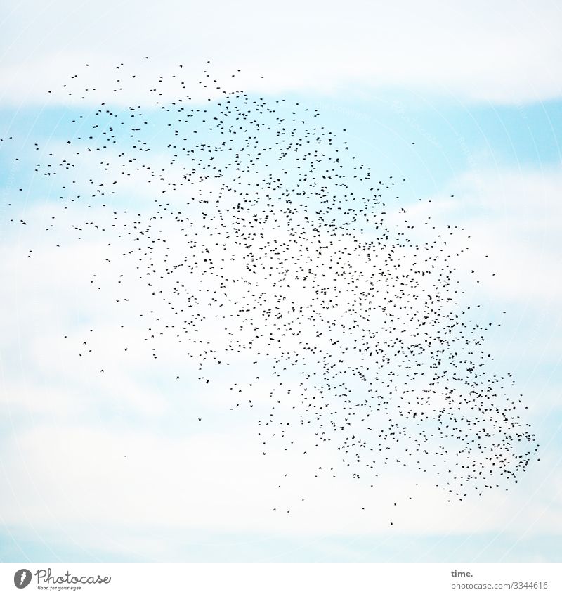 6.500 Flugstunden himmel reisen blau hellblau himmelblau sommer vögel star vogelschwarm wolken fliegen entdeckung kunstflug zusammen gemeinsam orientierung