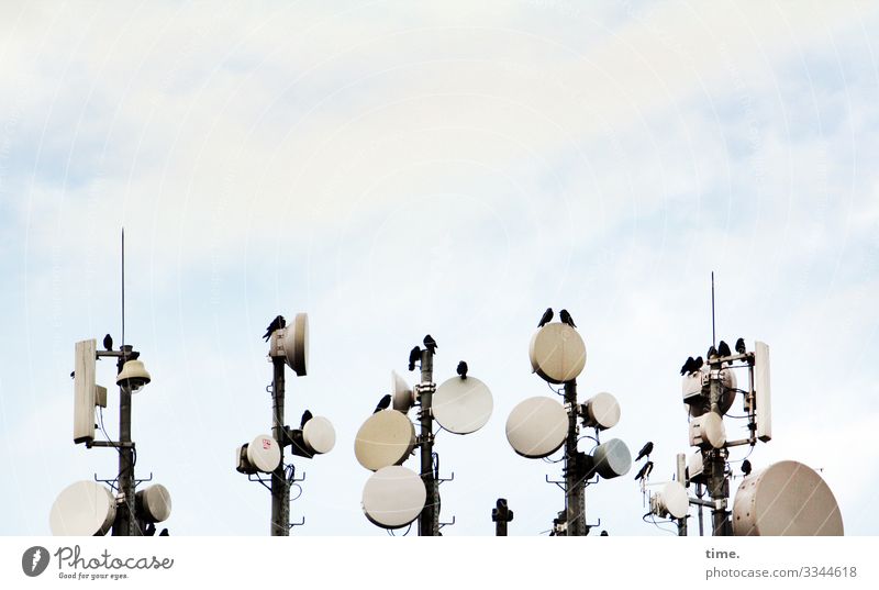 Meeting vögel satellitenschüssel dach himmel oben sitzen plaudern unterhalten sender empfang elektronik technik information versirgung transport übertragung