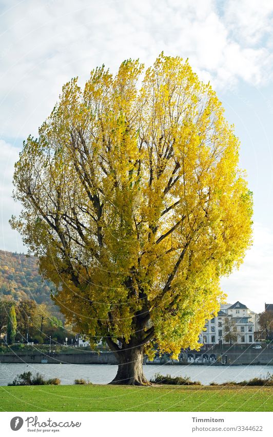 Baum. mächtig Pflanze Himmel Wolken Herbst Schönes Wetter Pappeln Park Flussufer Neckar Heidelberg Stadt groß natürlich blau braun gelb grün weiß Herbstlaub