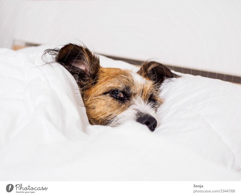 Kleiner müder Hund unter einer weißen Bettdecke harmonisch Wohlgefühl Zufriedenheit Erholung ruhig Tier Haustier Tiergesicht Fell 1 liegen Blick Glück schön