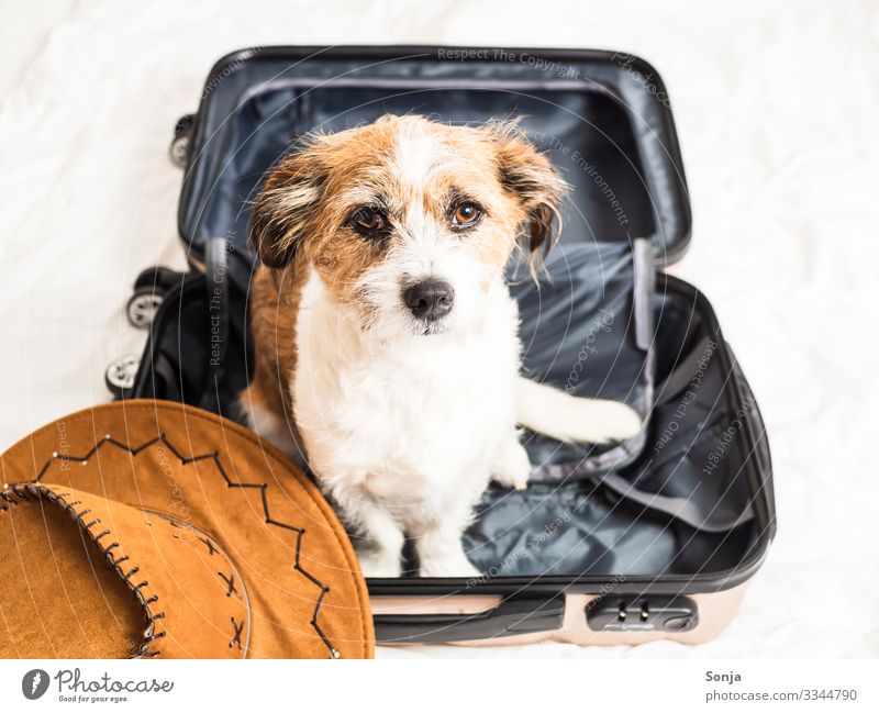 Kleiner Mischlingshund sitzt in einem Reisekoffer Lifestyle Ferien & Urlaub & Reisen Abenteuer Ferne Sommerurlaub Bett Tier Haustier Hund Tiergesicht Fell 1