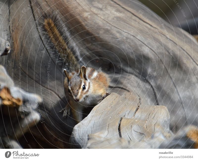 jetzt aber schnell | weg …. erschrockenes Streifenhörnchen Holz Baum Wurzel Nagetier Nager Tier Wildtier flink wild draußen niedlich Natur Nagetiere Tierporträt