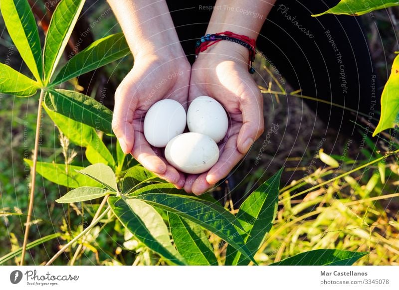 Frauenhände halten drei weiße Eier. Lebensmittel Ernährung Lifestyle Gesunde Ernährung Wellness Erwachsene Hand Finger 1 Mensch Natur Frühling Feld Nutztier
