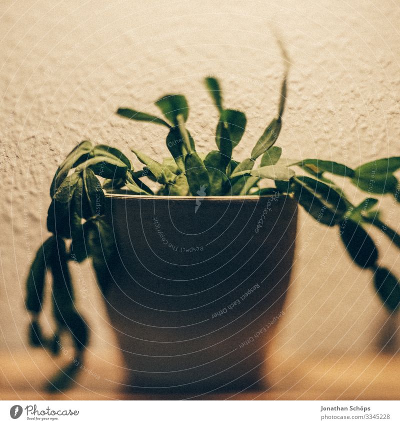 Kaktus als Zimmerpflanze mit hängenden Blättern im Topf auf dem Regal zuhause Gesundheit grün Nahaufnahme Farbfoto Pflanze Blatt Nutzpflanze natürlich