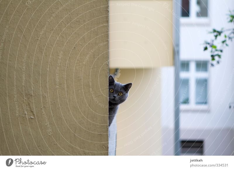 Da guckste Tier Haustier Katze 1 Neugier Langeweile Angst Schüchternheit Balkon Kopf Ecke um die Ecke Ohr Blick hypnotisch Voyeurismus verheimlichen beobachten