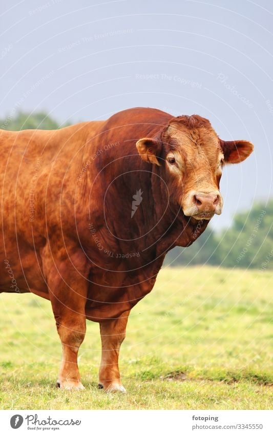 Ochse Landwirtschaft Forstwirtschaft Natur Tier stark braun BIO Bulle Étretat Fleischproduktion Frankreich Normandy Rind Viehzucht Weide bullig fotoping gesund