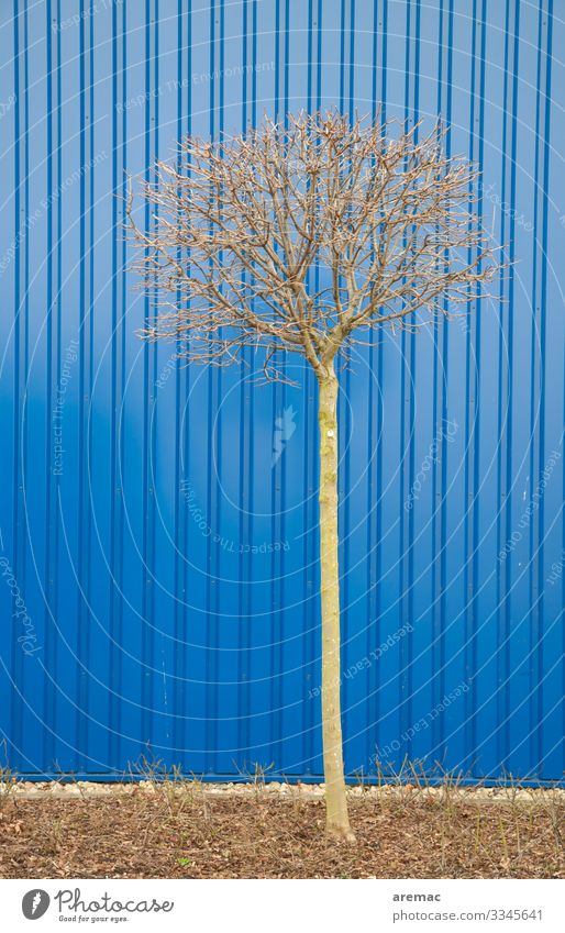 Kleiner Baum vor blauer Verkleidung klein Gebäude Isolierung Gegensatz Trapezblech Fassade Menschenleer Außenaufnahme Wand Farbfoto Tag Architektur