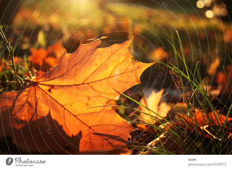 Sonnenbad im Herbst Umwelt Natur Landschaft Pflanze Blatt ästhetisch schön Wärme Gefühle Zeit Herbstlaub herbstlich Jahreszeiten Färbung Oktober November