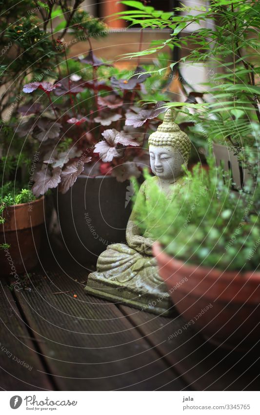 terrasse Pflanze Sträucher Blatt Grünpflanze Topfpflanze Terrasse natürlich Religion & Glaube Buddha Dekoration & Verzierung Skulptur Farbfoto Außenaufnahme