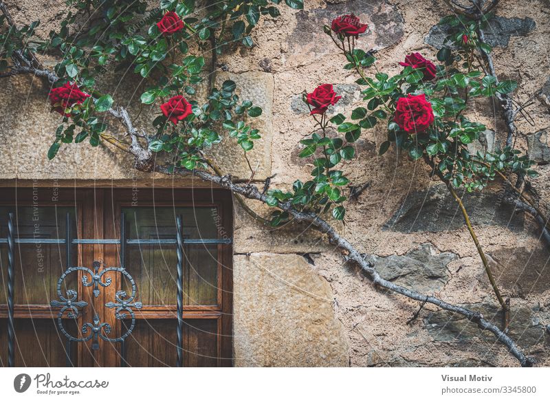 Altes Fenster mit Kletterrosen Haus Natur Pflanze Blume Rose Park Dorf Stadt Architektur Fassade natürlich grün rot architektonisch botanisch Botanik geblümt