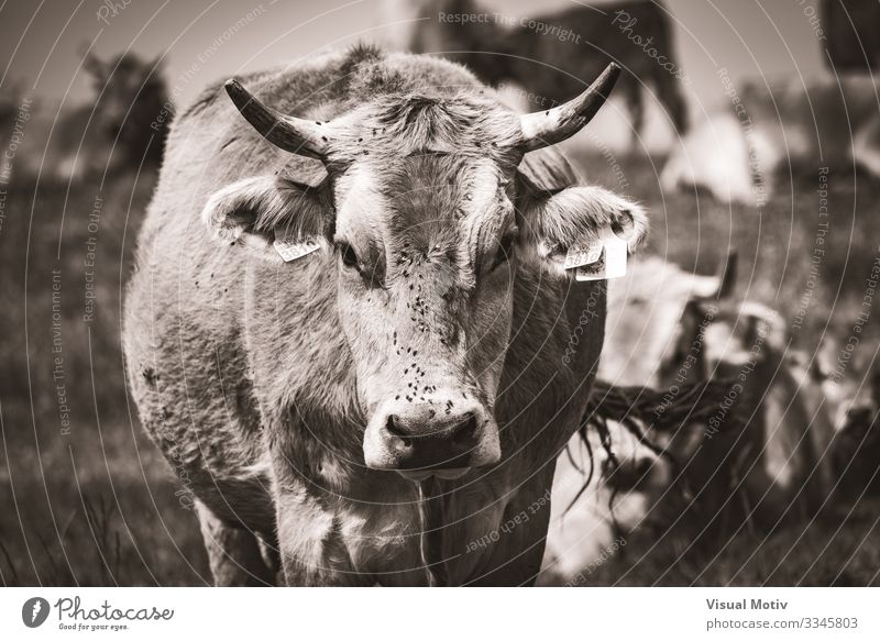 Pyrenäen-Kuh schaut in die Kamera Leben Berge u. Gebirge Menschengruppe Umwelt Natur Landschaft Tier Gras Wiese Herde Fressen natürlich Säugetier ländlich