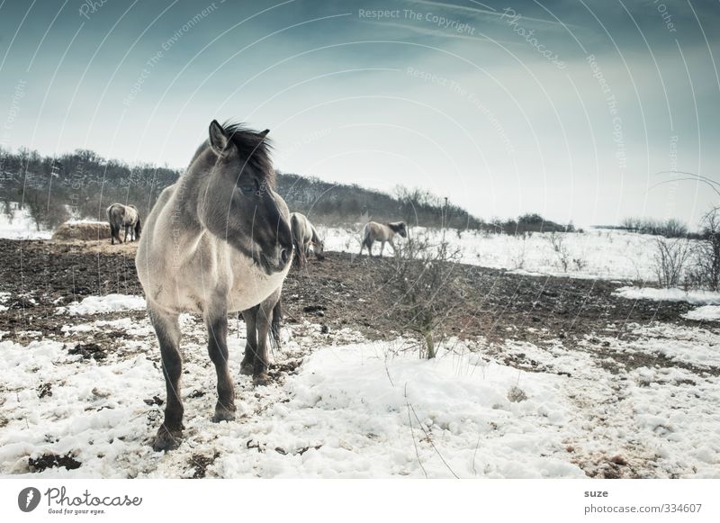 Wo bleibt der nur ... Winter Schnee Umwelt Natur Tier Himmel Horizont Wildtier Pferd Tiergesicht Herde stehen authentisch kalt niedlich wild blau weiß Mähne
