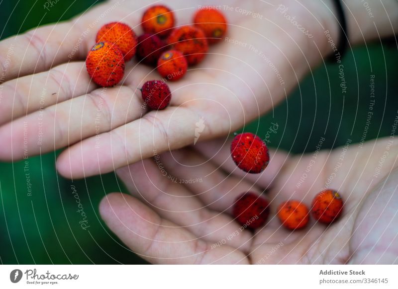 Person zeigt vor der Kamera rote Beeren in Palme im Garten frisch Handfläche Lebensmittel Frucht Natur Ackerbau Pflanze Bestandteil saftig süß organisch reif