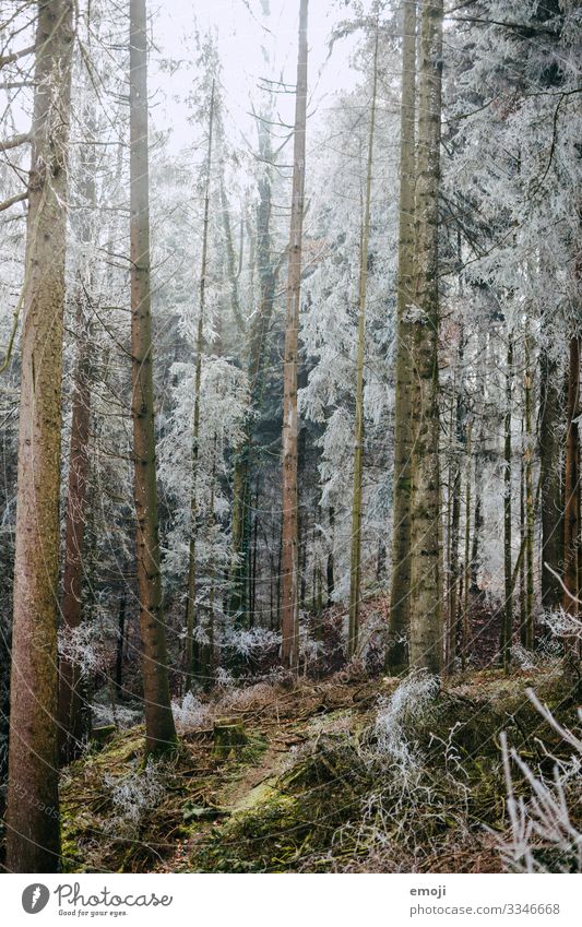 Frost Wald Umwelt Natur Landschaft Pflanze Winter Baum kalt weiß Farbfoto Gedeckte Farben Außenaufnahme Menschenleer Tag Schwache Tiefenschärfe mystisch