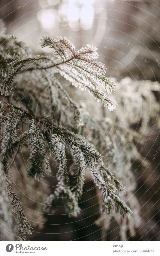 Frost Äste Gegenlicht Umwelt Natur Pflanze Winter Baum Wald kalt weiß Farbfoto Gedeckte Farben Außenaufnahme Menschenleer Tag Schwache Tiefenschärfe mystisch